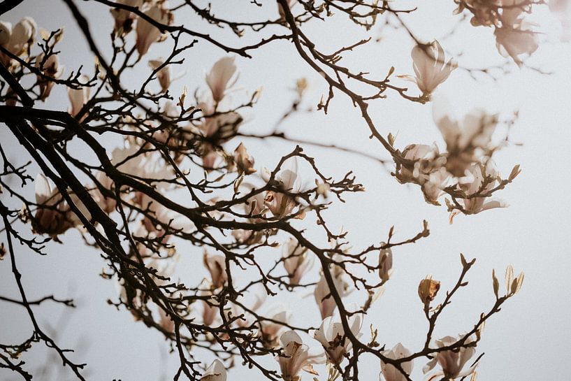 Magnolia Bloesem 3 van Isis Sturtewagen
