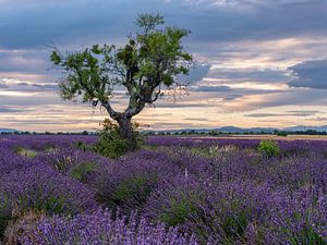 champs de lavande avec un arbre dans le magnifique dernier rayon de soleil de la journée sur Hillebrand Breuker