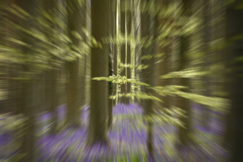 Forest with woodland hyacinths in motion by Ans Bastiaanssen