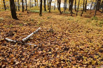 Een suikerstruik in de herfst van Claude Laprise