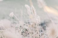 Lampenschirm Gras mit Raureif im Winter | Naturfotografie Wandkunst von Milou van Ham Miniaturansicht