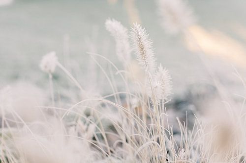 Ornamental grass with frost in winter | Nature photography wall art