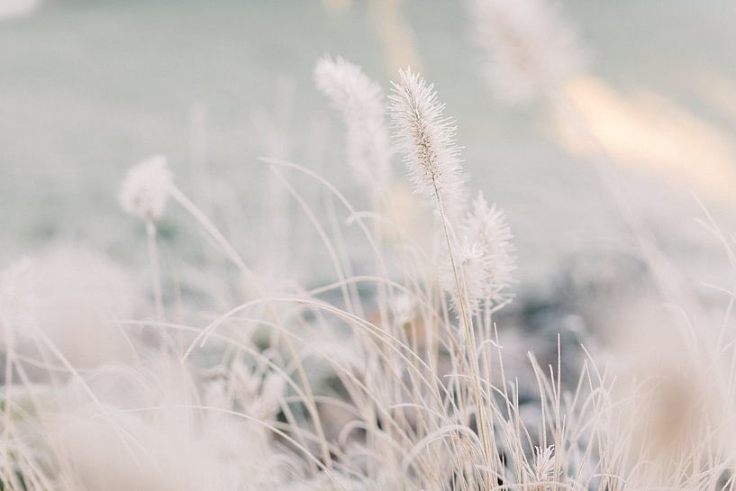 Ornamental grass with frost in winter | Nature photography wall art by Milou van Ham