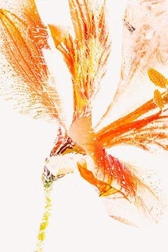 Alstroemeria dans la glace 3