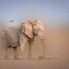Elefant in nebliger Umgebung von Chris Stenger