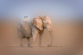 Elefant in nebliger Umgebung von Chris Stenger