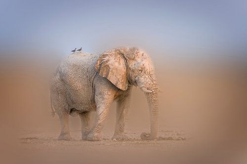 Olifant in mistige omgeving