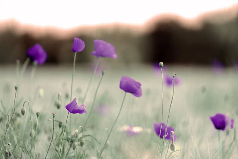light purple poppy by Hansi Corstjens