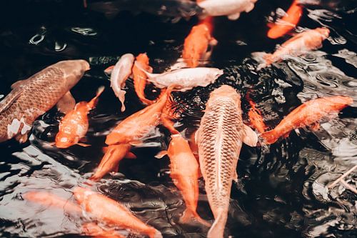 Orange fish in dark water
