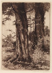Zwei Bäume, 1884 - 1957 von Teylers Museum