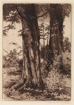 Twee bomen, 1884 - 1957 van Teylers Museum