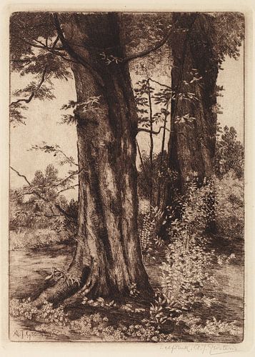 Two trees, 1884 - 1957 by Teylers Museum