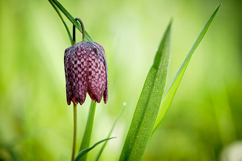 Kievitsblume