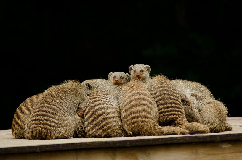 Zebra mongoose by Julia Meijer
