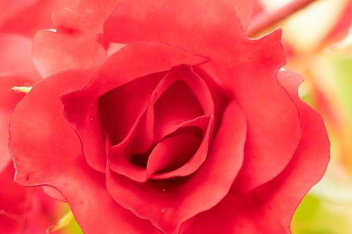 Symbol der Liebe: Faszinierende Makroaufnahmen einer roten Rose
