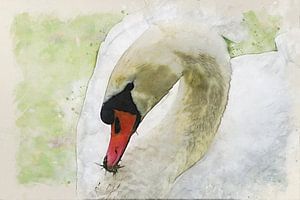 Swan by Bert Quaedvlieg