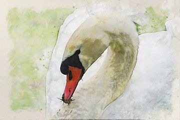 Swan by Bert Quaedvlieg