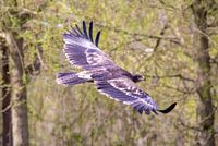 Steppenadler im Flug