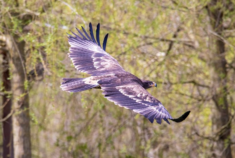 Steppe eagle in flight by Manuel Weiter
