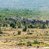 Olifantenkudde in Addo Elephant National Park van Easycopters