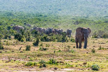 Elephant herd in Addo Elephant National Park by Easycopters