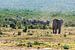 Olifantenkudde in Addo Elephant National Park van Easycopters