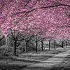Gorgeous cherry blossom alley in pink by Melanie Viola