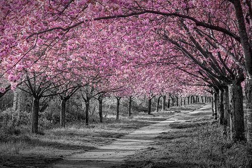 Mooie kersenbloesemlaan in het roze