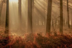 Sonnenharfen bei Sonnenaufgang an einem schönen Wintermorgen in der Woensdrechtse Heide in Norddeuts