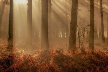 Sun harps during sunrise on a beautiful winter morning on the Woensdrechtse Heide in North- by Bas Meelker