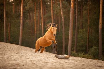 Leote in galop | Paard in actie van Madinja Groenenberg