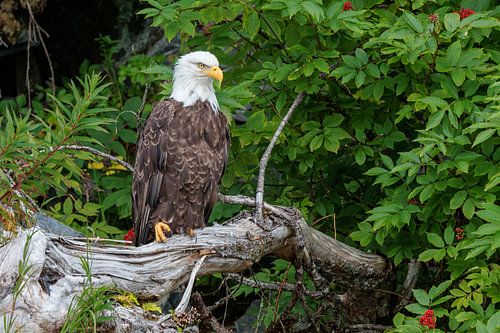 Bald eagle perched on a weathered log surrounded by lush greenery in Alaska.