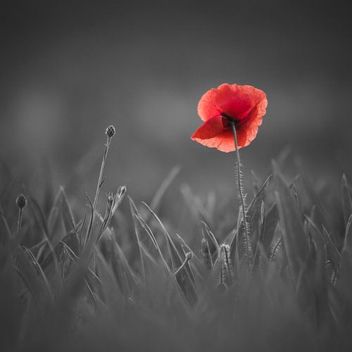 Farbtupfer im Alltagsgrau