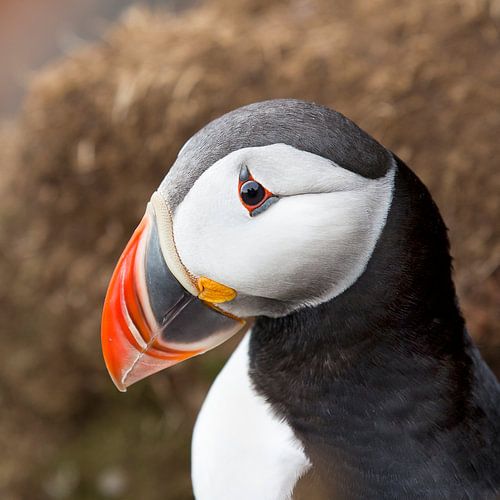 Papegaaiduiker op een rots