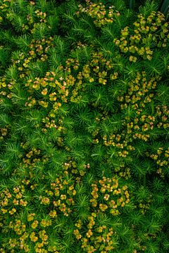 Wolfsmelk Euphorbia - achtergrondpatroon plant van Mixed media vector arts