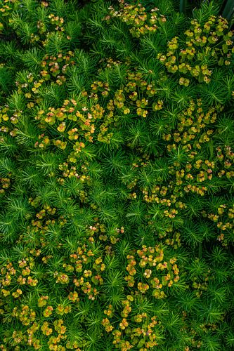 Wolfsmelk Euphorbia - achtergrondpatroon plant