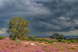 Plantes de bruyère en fleurs dans un paysage de bruyère en été sur Sjoerd van der Wal Photographie