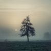 Lonely Silhouette in the Dew by Yorick De Wilde