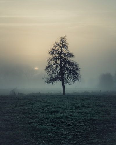 Lonely Silhouette in the Dew by Yorick De Wilde
