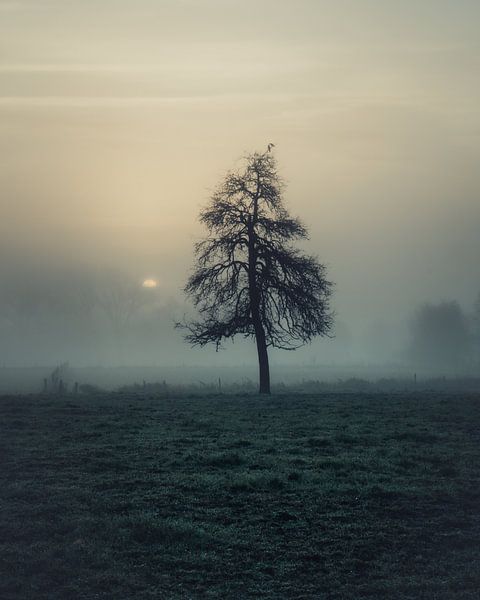 Lonely Silhouette in the Dew by Yorick De Wilde