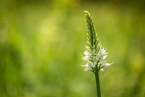 Orchidée blanche, (orchidée sauvage) sur Carola Schellekens