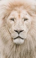 The White Lion
