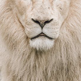 Der weiße Löwe von Esther van Engen