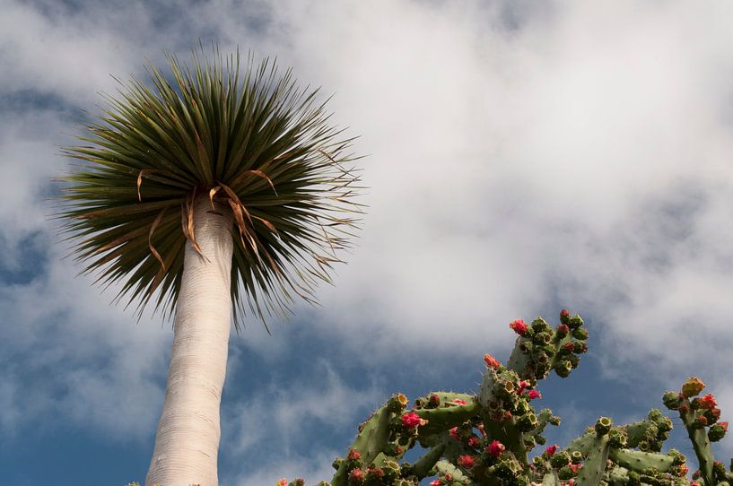 Blooming cactus et arbre isolé par Adri Vollenhouw