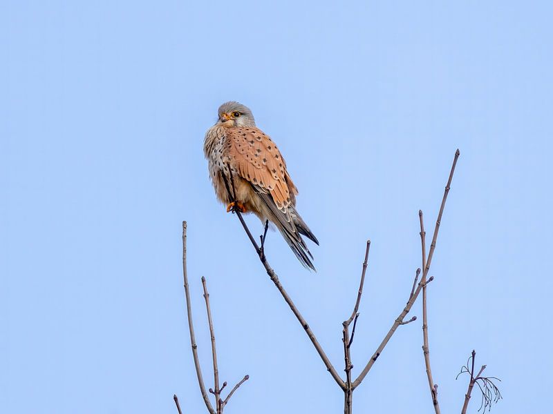 A kestrel in search of food by Teresa Bauer