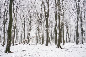 Fresh snow in beech forest by Cor de Hamer