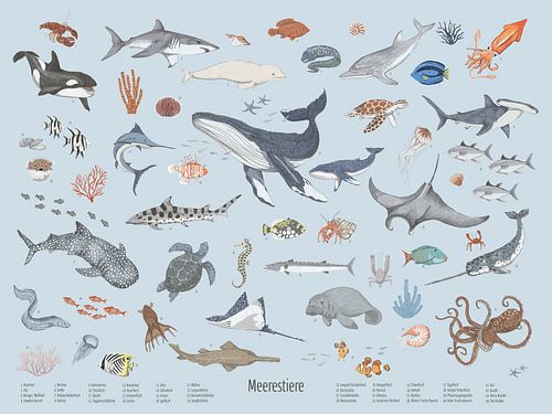 marine animals