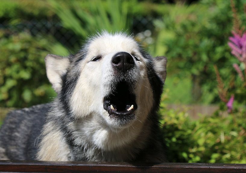 Siberian Husky by Matthias Brix