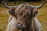 Highlander