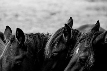 Fine Art Horses in herd by Femke Ketelaar